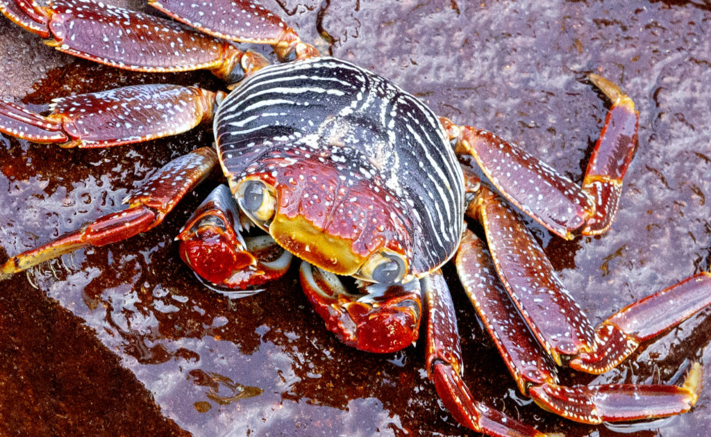 Aruba Red Crab