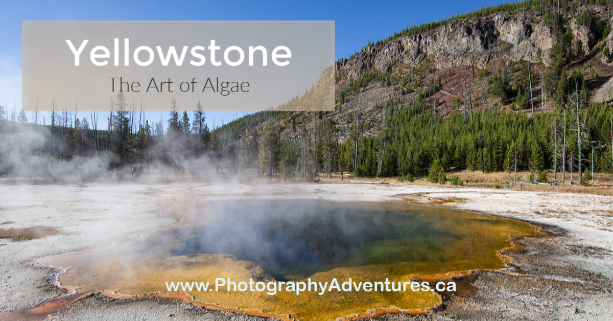 The Art of Yellowstone Algae – Photography Adventures