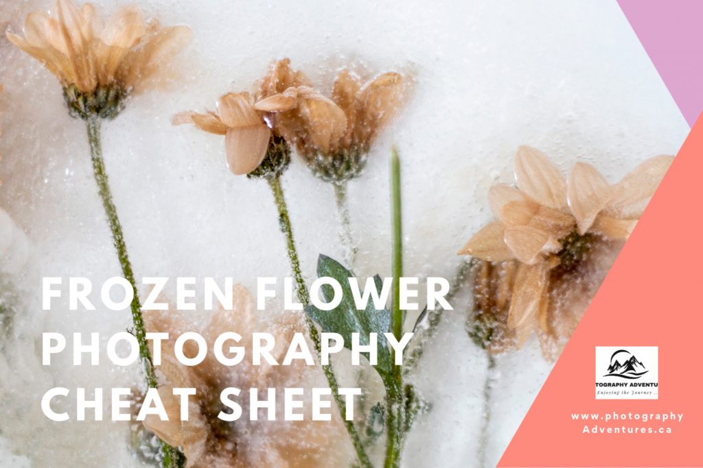 Frozen Flower Photography
