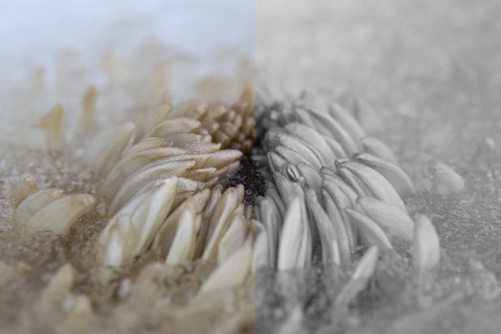 Frozen Flower Photography