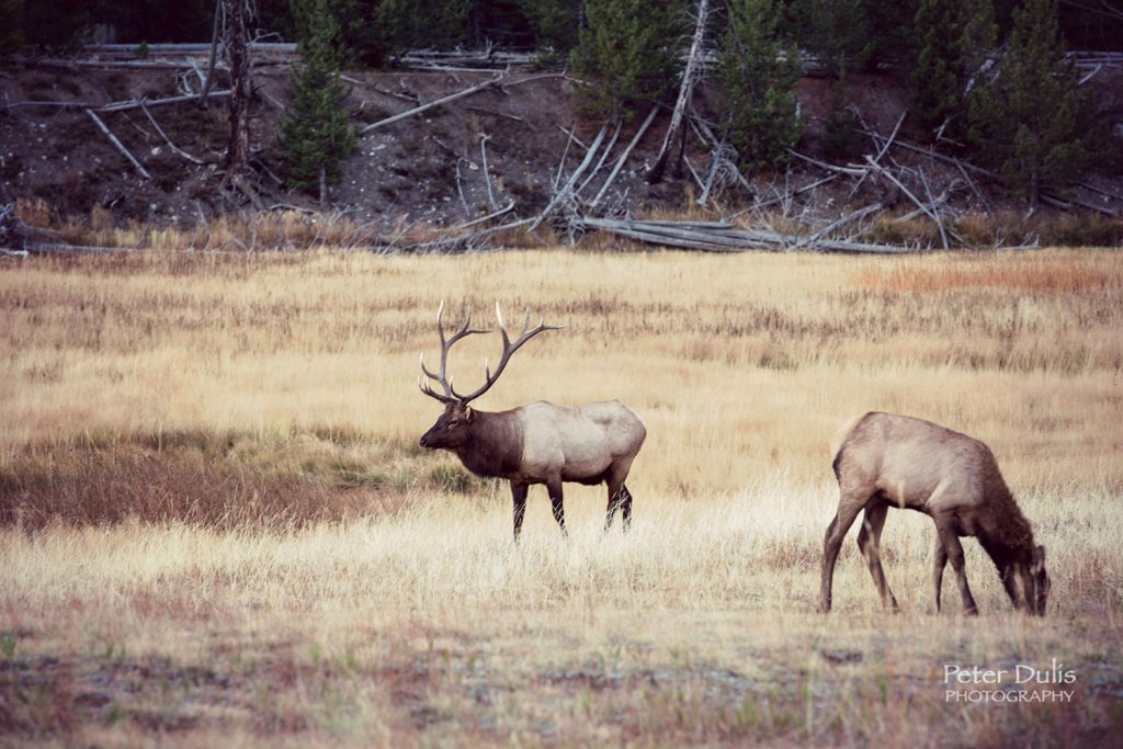 Yellowstone Elk – Madison Valley