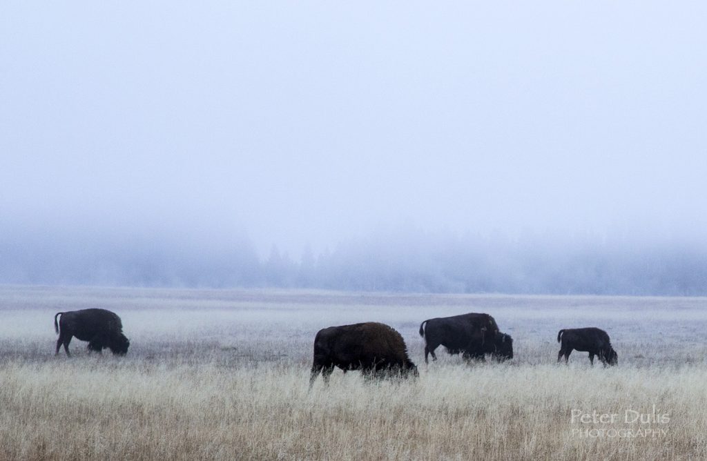 Foggy Bison Morning