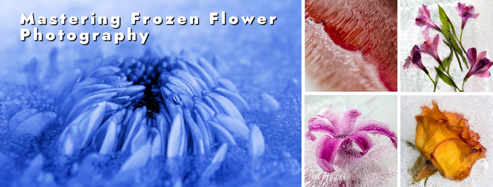 Mastering Frozen Flower Photography - Photography Adventures